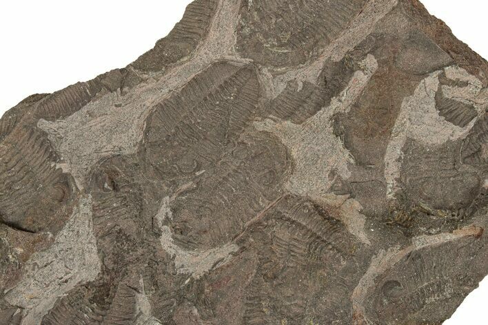 Ordovician Trilobite Mortality Plate - Tafraoute, Morocco #267363